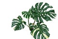 Variegated plant leaves of monstera or split-leaf philodendron Royalty Free Stock Photo