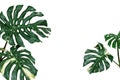 Variegated plant leaves nature background of monstera or split-leaf philodendron (Monstera deliciosa) the tropical foliage exotic