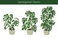 Variegated Plant Monstera variegated Potted house plant