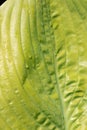 Variegated plantain lily leaves in close up