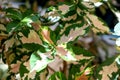 Variegated plants for background or wallpaper