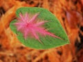 Variegated plants or beautifully shaped leaves.