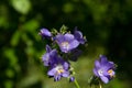 Variegated Polemonium reptans `Stairway to Heaven Royalty Free Stock Photo