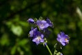 Variegated Polemonium reptans `Stairway to Heaven Royalty Free Stock Photo