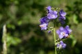 Variegated Polemonium reptans `Stairway to Heaven Royalty Free Stock Photo