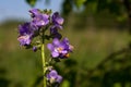 Variegated Polemonium reptans `Stairway to Heaven