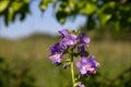 Variegated Polemonium reptans `Stairway to Heaven Royalty Free Stock Photo