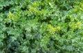 Variegated prickly leaves of Cardus marianus or Saint Mary`s thistle Silybum marianum. Milk thistle is valuable plant Royalty Free Stock Photo