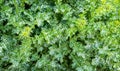 Variegated prickly leaves of Cardus marianus or Saint Mary`s thistle Silybum marianum. Milk thistle is valuable plant used for m