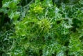 Variegated prickly leaves of Cardus marianus or Saint Mary`s thistle Silybum marianum. Milk thistle