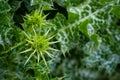 Variegated prickly leaves of Cardus marianus or Saint Mary`s thistle Silybum marianum. Milk thistle is valuable plant used for