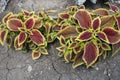 Variegated purple and yellow leaves of Coleus scutellarioides in July Royalty Free Stock Photo