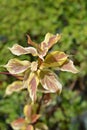 Variegated red-barked dogwood