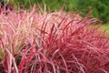 Variegated Red Fountain Grass