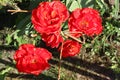 Variegated red tulips