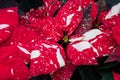 Variegated red and white poinsettia flowers in full bloom, Christmas flowers, as a holiday background Royalty Free Stock Photo