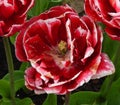 Red and white variegated tulips in a field in Washington Royalty Free Stock Photo