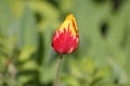 Variegated red-yellow tulip flower close-up in garden Royalty Free Stock Photo