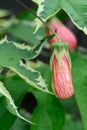 Variegated redvein Abutilon pictum Souvenir de Bonn, a budding flower Royalty Free Stock Photo