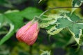 Variegated redvein Abutilon pictum Souvenir de Bonn, budding flower Royalty Free Stock Photo