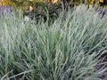 Variegated ryegrass bush in spring Royalty Free Stock Photo