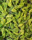 Variegated sage plant leaves herb Royalty Free Stock Photo