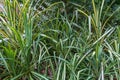 Variegated screw pine Pandanus tectorius sanderi - Florida, USA Royalty Free Stock Photo