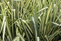 Variegated Sedge Grass