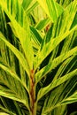 Tropical Variegated Shell Ginger leaves