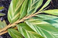 Variegated Shell Ginger tropical plants with white and green color leaves