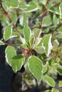 Variegated Siberian dogwood