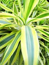 Variegated Snake Plant