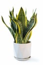 Variegated snake plant isolated