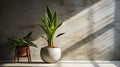 Variegated snake plant in a room