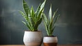 Variegated snake plant in a room