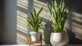 Variegated snake plant in a room