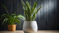 Variegated snake plant in a room