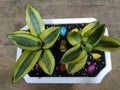 Variegated snake plants in decorative pot