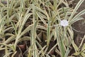 Variegated Spider Lily flower plant on farm