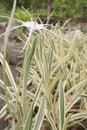 Variegated Spider Lily flower plant on farm