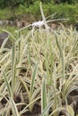 Variegated Spider Lily flower plant on farm