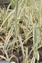 Variegated Spider Lily flower plant on farm