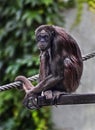 Variegated spider monkey 3 Royalty Free Stock Photo