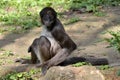 Variegated spider monkey sitting on ground Royalty Free Stock Photo