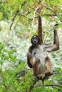 Variegated spider monkey Royalty Free Stock Photo