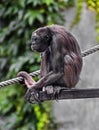 Variegated spider monkey 5 Royalty Free Stock Photo