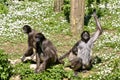 Variegated spider monkeys on grass with a cub