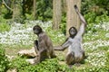 Variegated spider monkeys on grass