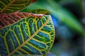 Variegated spotted leaves of a tropical plant, Codiaeum, croton