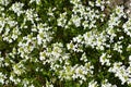 Variegated Spreading rock cress Royalty Free Stock Photo